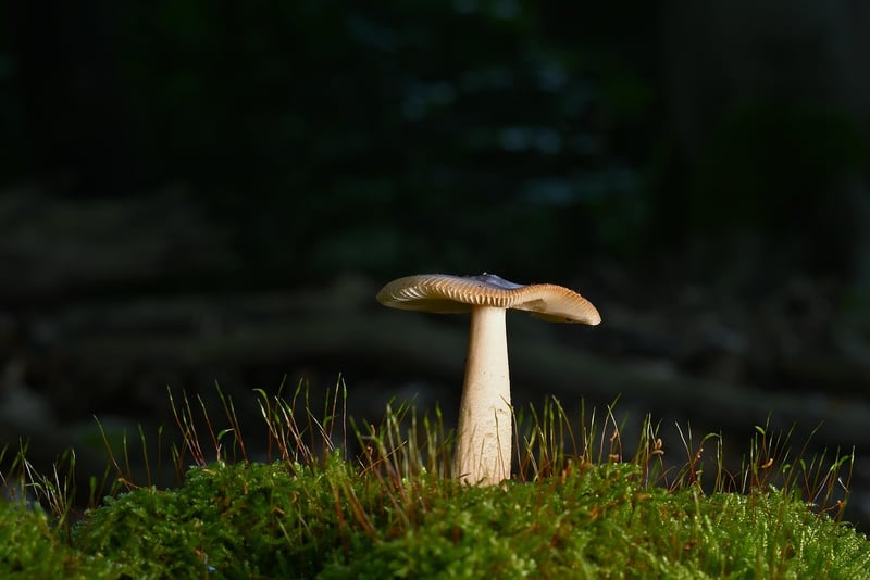 Discovering Hidden Truths